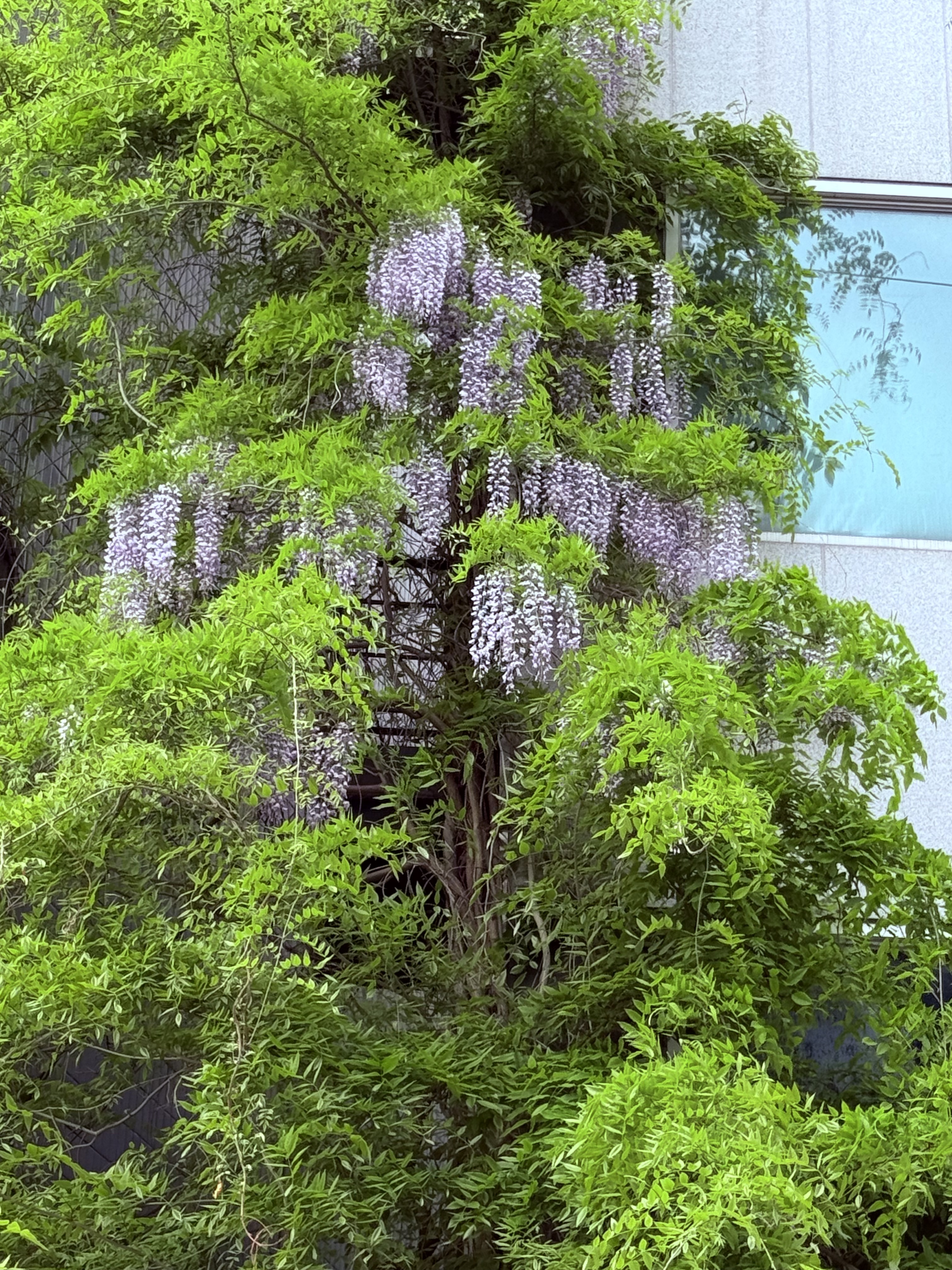 새로 열린 꽃